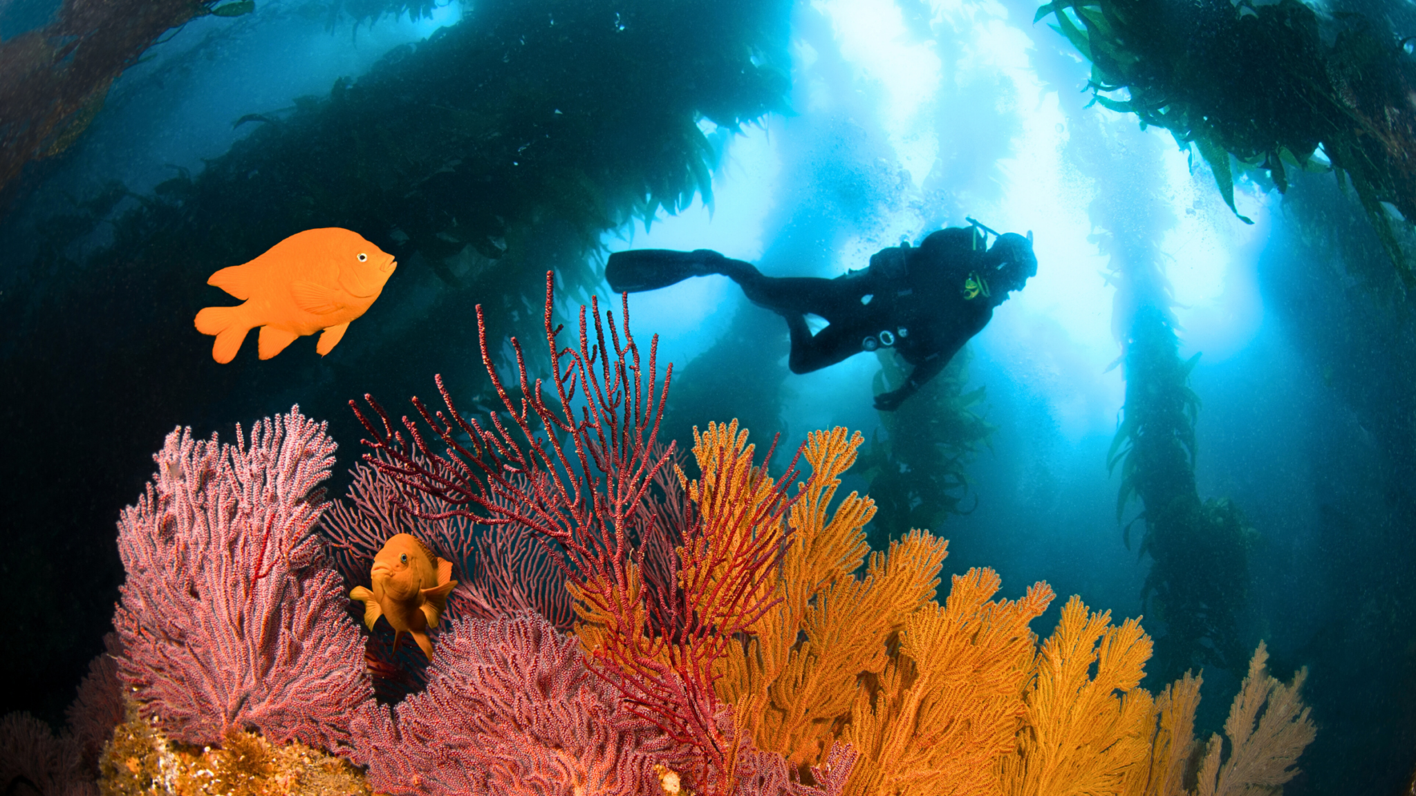 A scuba diver exploring a coral reef
