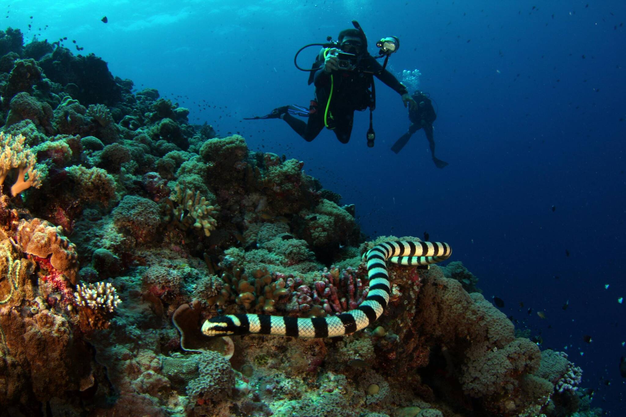 Scuba diver swimming over a coral reef